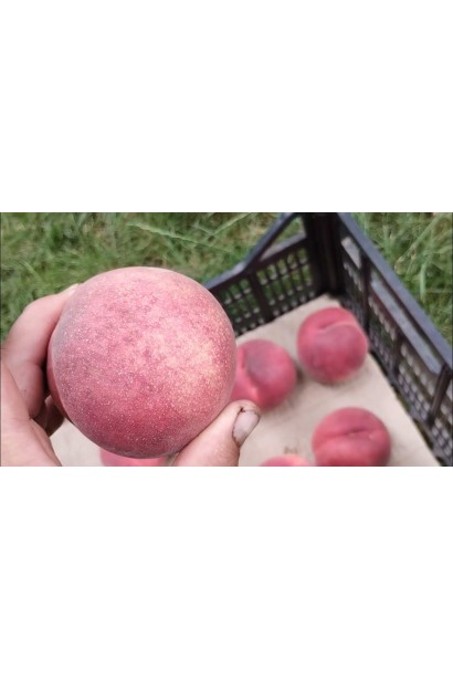 Персик домашній ‘Фреш Вайт’